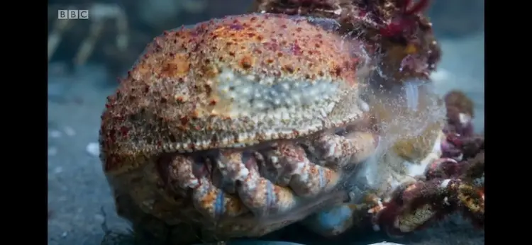 Giant spider crab (Leptomithrax gaimardii) as shown in Blue Planet II - Green Seas